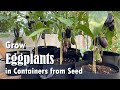 How to Grow Eggplants in Containers from Seed | Easy planting guide