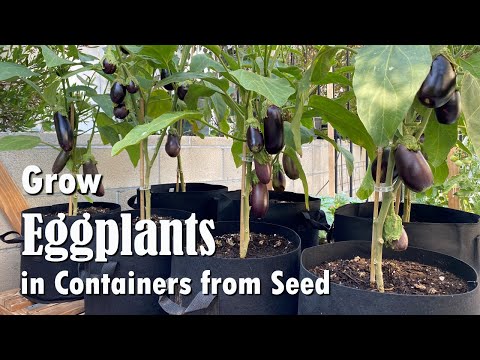 Video: Plantering af auberginefrøplanter