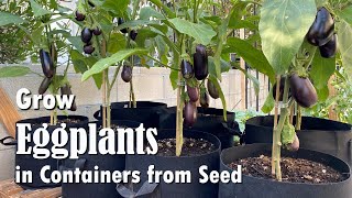 How To Grow Eggplants In Containers From Seed Easy Planting Guide