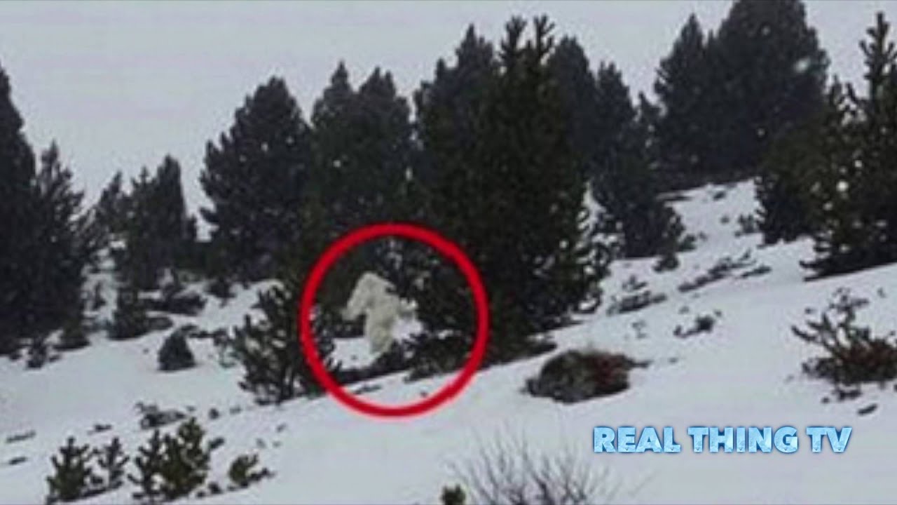 Yeti caught on camera in Spanish ski resort YouTube
