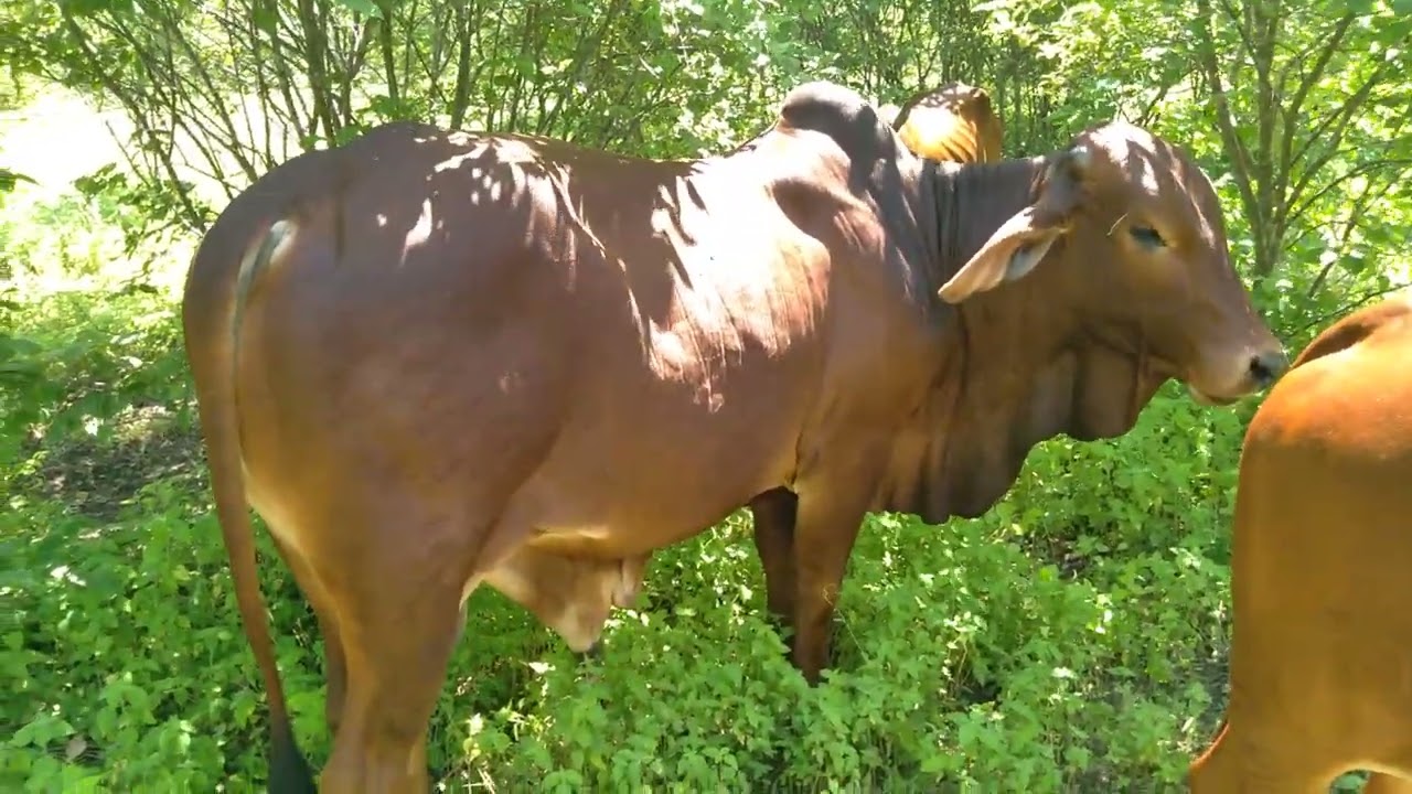Sexta feira santa mostrando o gado Sindi