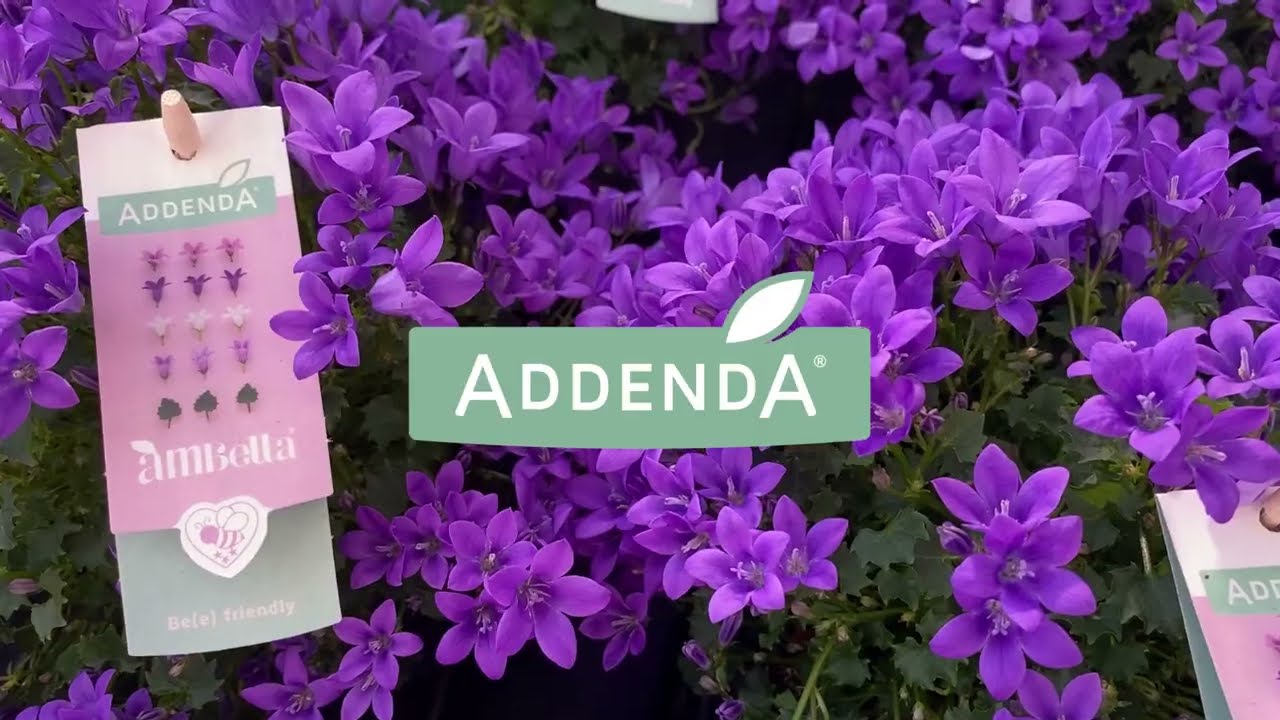 Addenda 2022 Campanula Show Days impression