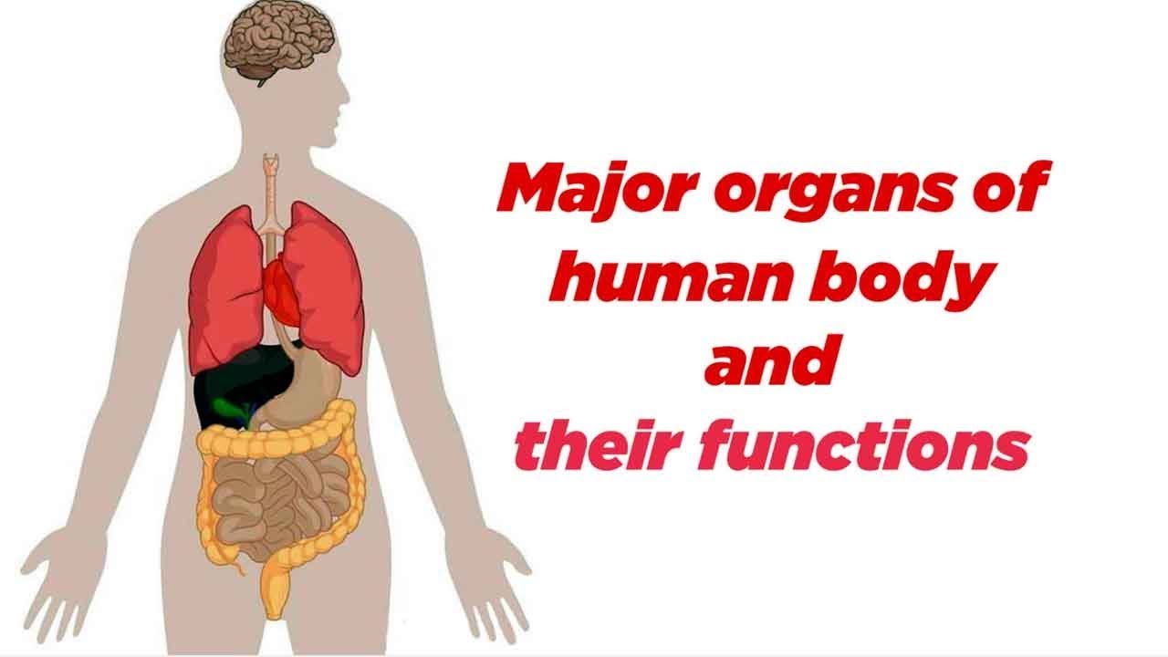Organs of body - YouTube