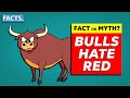 Fact or myth bulls hate red