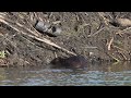 North American Beaver hauls up sticks and pond material on its lodge then nibbles at a branch