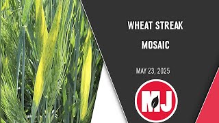 Wheat Streak Mosaic | May 23, 2025