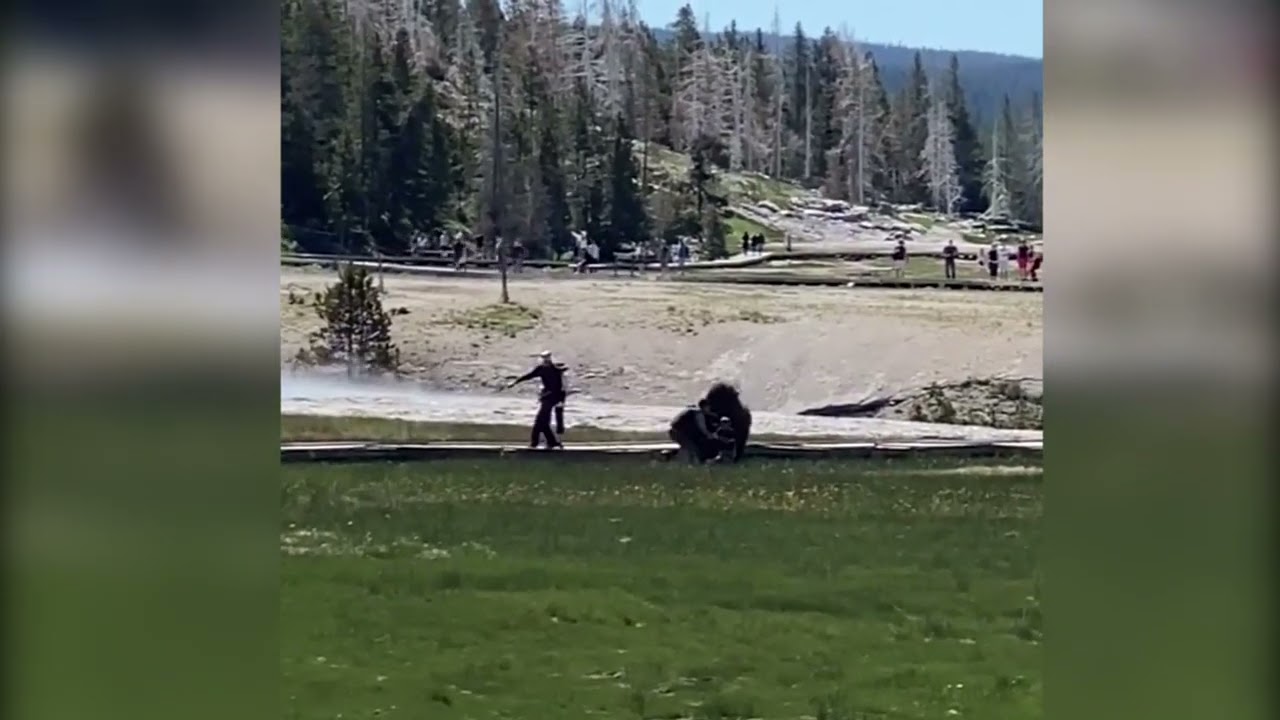 Bison charges tourists in Yellowstone - YouTube