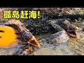 无人孤岛海鲜泛滥成灾，随随便便都能捡上百斤，阿渔妹这次发大财了！【阿渔妹】