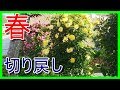 【バラ】春の切り戻し★剪定とは養分の流れをコントロールする事