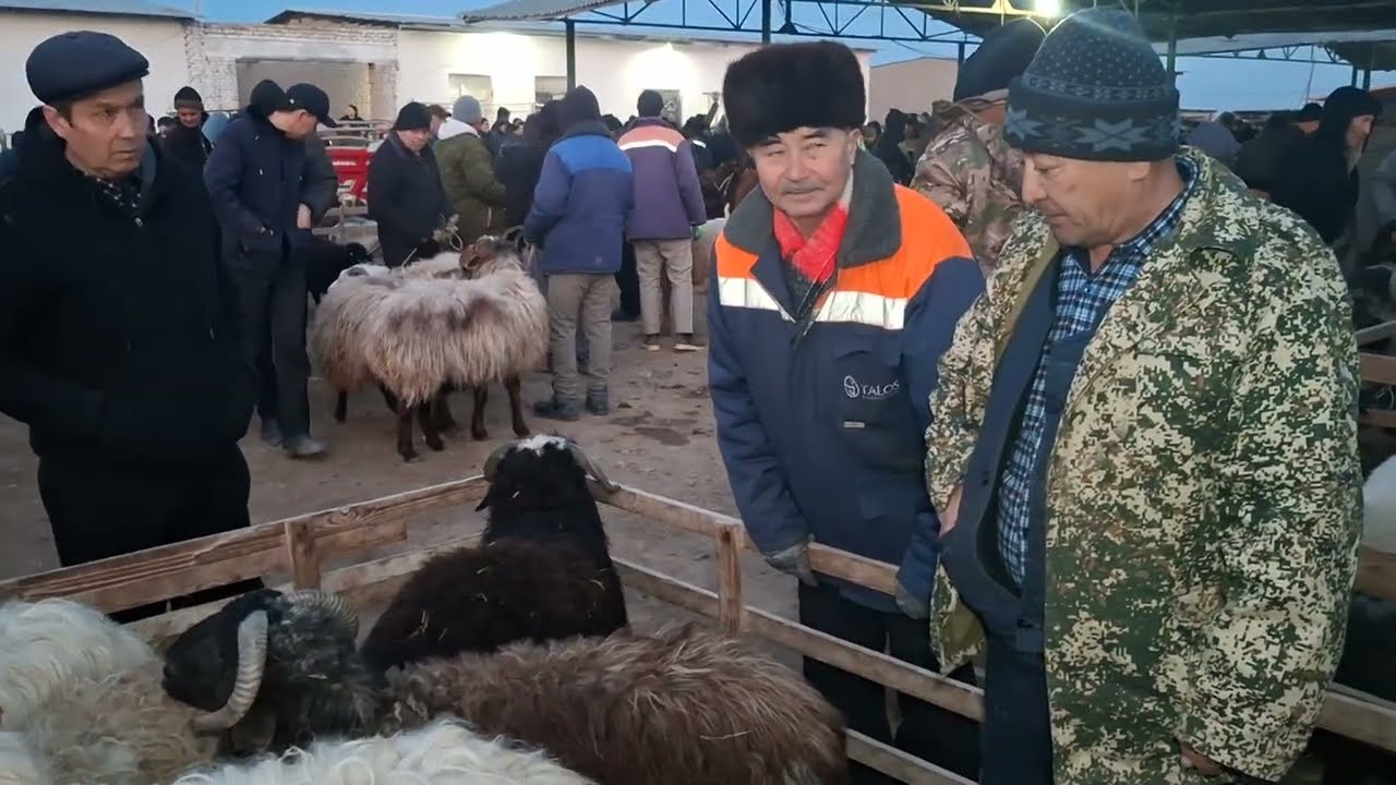 5-МАРТ МАНГИТ ҚЎЙ БОЗОРИ НАРХЛАРИ БИЛАН ТАНИШНГ 