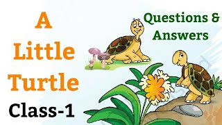 A Little Turtle | Questions-Answers, English For Class 1st (NCERT) |