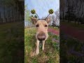 Subscribe me 4 more videos #football #photography #pov #selfie #skating #soccer #viral #viralvideo
