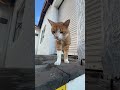 🙀 ダイブマップセンターの庭に住みついている猫ちゃん。