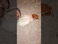 #goldfarming #animal#vailar_video