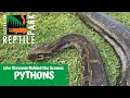 LIVE WITH PYTHONS | AUSTRALIAN REPTILE PARK