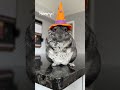 Obvious winner this time  shorts chinchilla halloween costume