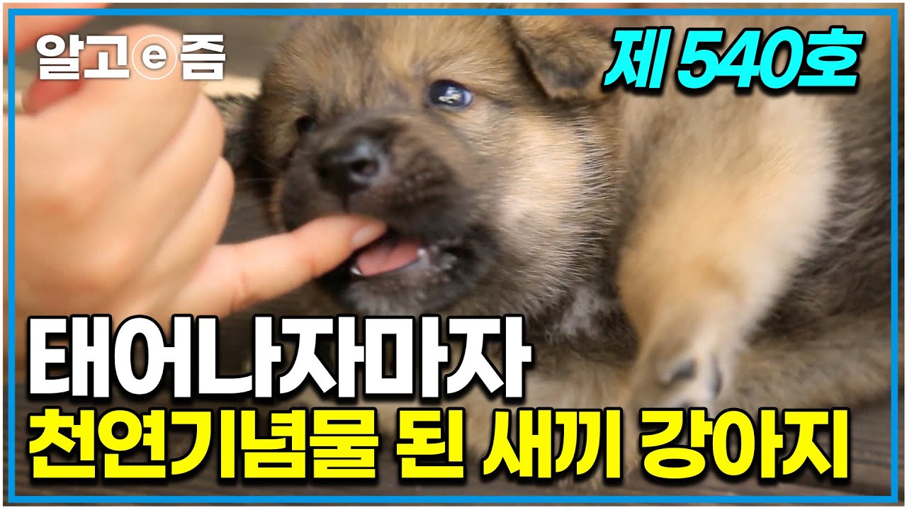그냥 태어나자마자 눈떠 보니 천연기념물이 된 강아지 동경이와 풍산개의 이야기│아주 각별한 기행│알고e즘