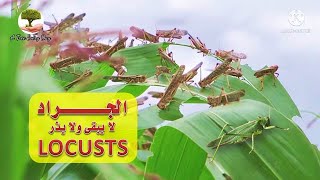 ظاهرة الجراد وطرق مكافحتها - القضاء على الجنادب | Locusts termination