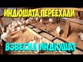 Индюки переехали в новый курятник. [Жизнь в деревне]