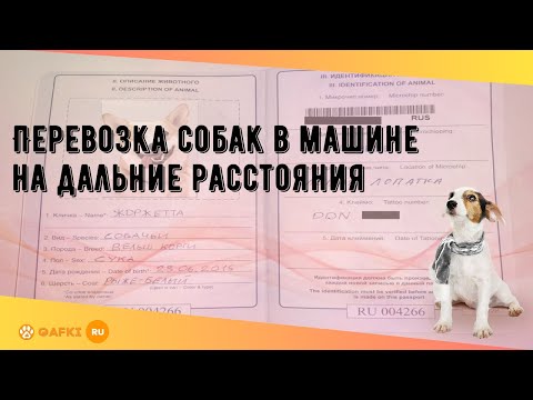 Перевозка собак в машине на дальние расстояния