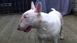 Bull Terrier