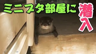 カワウソとミニブタの日常は仲がいいの？