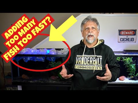 The #1 Killer of Tropical Fish - AMMONIA SPIKES - Skip the Spike and Do This - It Works!