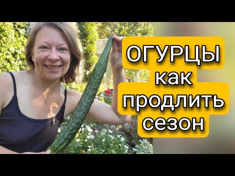 ОГУРЦЫ В СЕНТЯБРЕ  КАК ПРОДЛИТЬ ПЛОДОНОШЕНИЕ ОГУРЦОВ  Светлана Самойлова