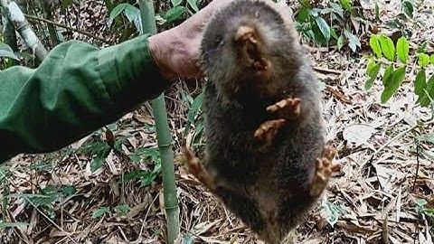 Lên Rừng Truy Tìm Dúi - tập 3 / Bất Ngờ Được Con Dúi Rừng Khủng