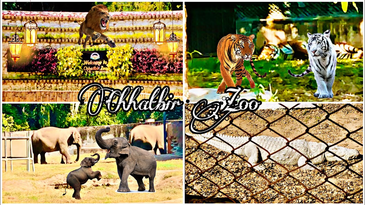 Chhatbir Zoo Chandigarh Lion Safari Wildlife 2023 Chandigarh Zoo