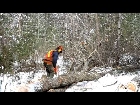 The Evolution of Modern Forestry in Ontario