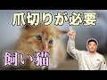 【放置は危険】飼い猫の爪切りが必要な理由