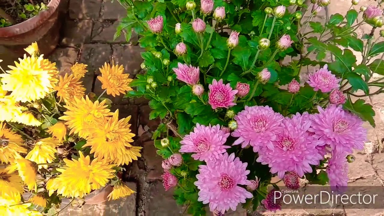 395.Types of chrysanthemums with their beautiful colours YouTube