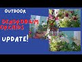 Growing Dendrobium Orchids Outdoor UPDATE