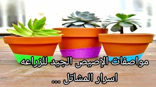 مواصفات اختيار الاصيص الجيد لنجاح زراعة النباتات بالمنزل. How to choose a good pot for planting