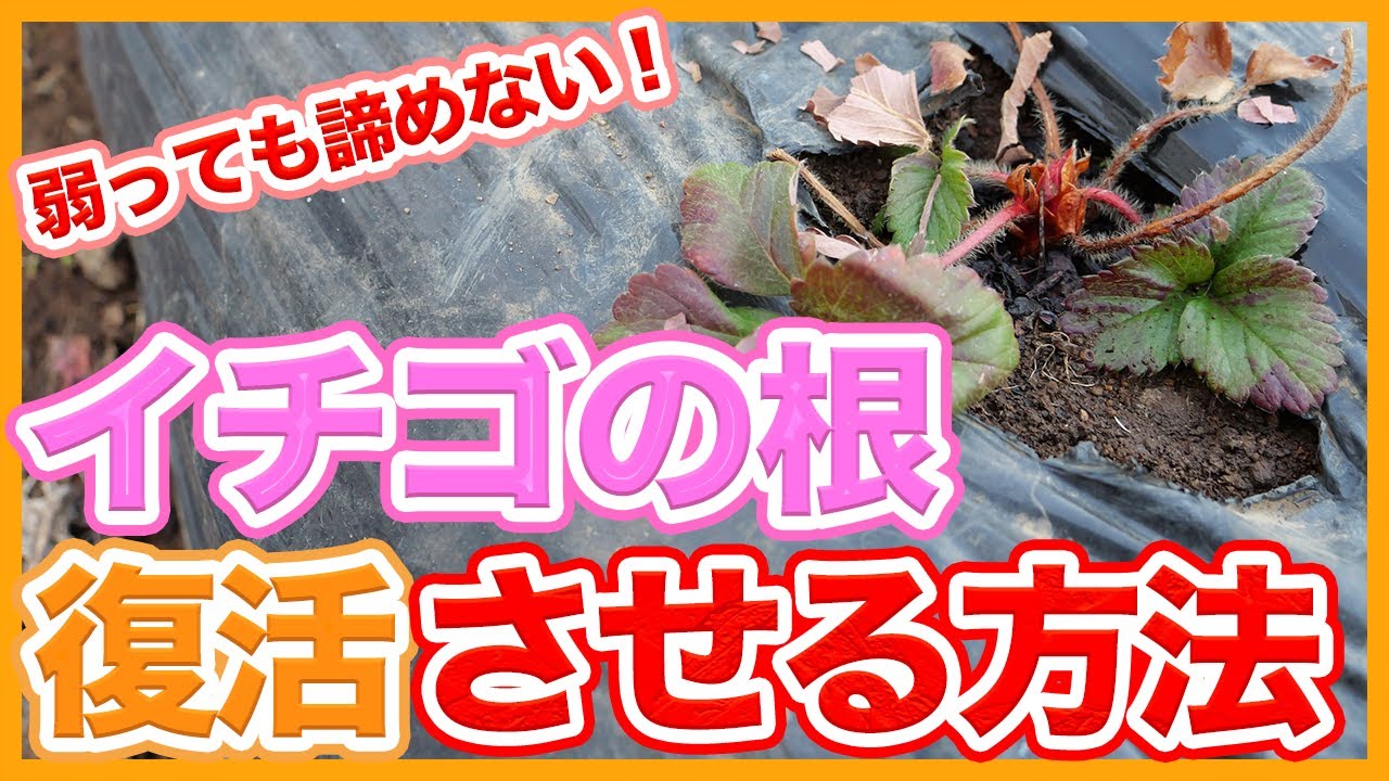 家庭菜園や農園のイチゴ栽培で苺が弱っても諦めない！！弱った苺の根を復活させる方法！/Tips for revitalizing the roots of strawberry cultivation.