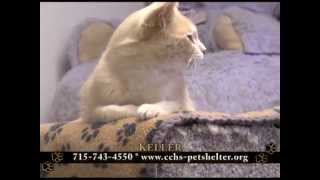 Clark County Humane Society 'Furry Feature' - October 14, 2013 by breatMCTV 81 views 10 years ago 6 minutes, 37 seconds