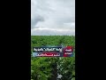 فيديو يكشف زراعة التمباك في الجزيرة تحذيرات من مخاطر تهدد التربية وصمت رسمي يثير التساؤلات