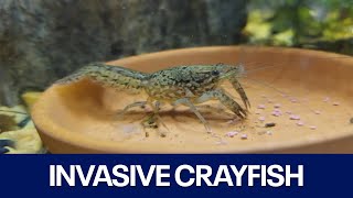 Texas Parks & Wildlife warns of invasive species | FOX 7 Austin