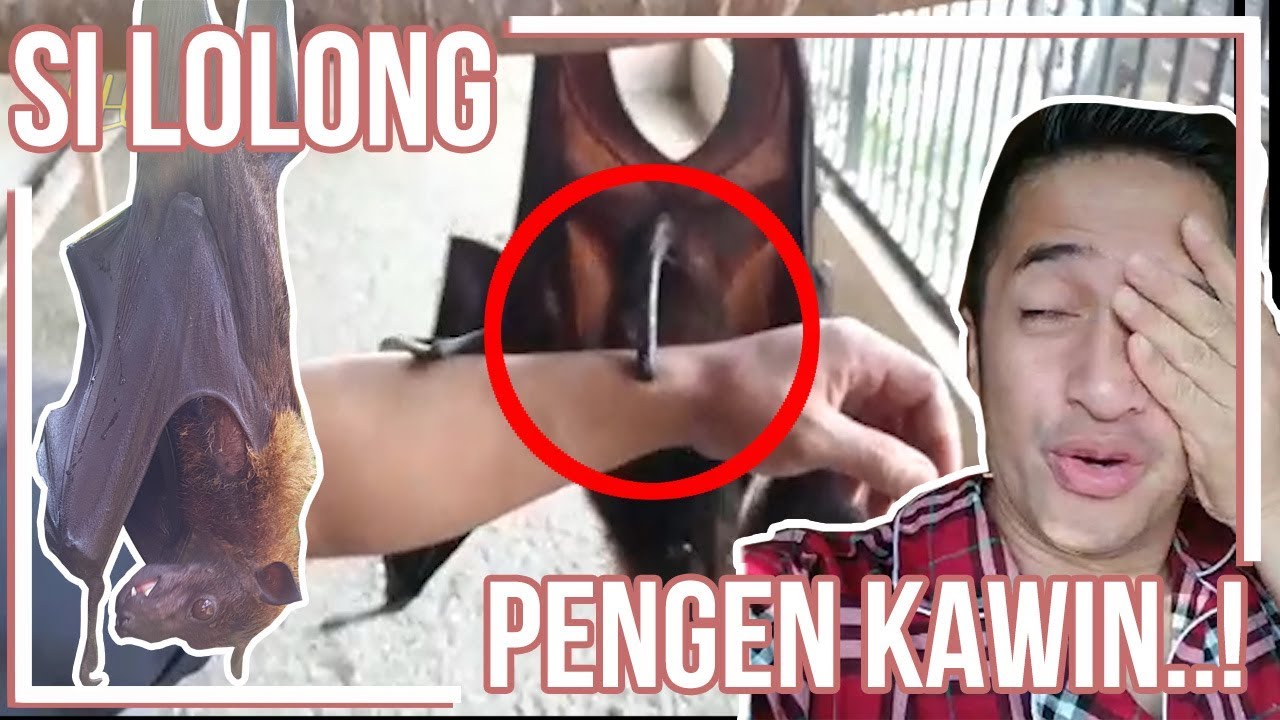 LOLONG SI KALONG MINTA KAWIN..?!?