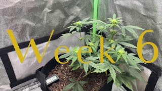 Growing a autoflower with only grow dots! Week 6