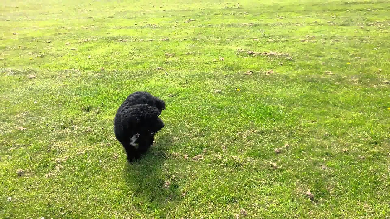 Dog Walker in Blackpool Dogs chasing each other YouTube