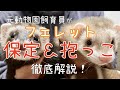 元動物園飼育員がフェレットの持ち方解説①ベテランから初心者まで！