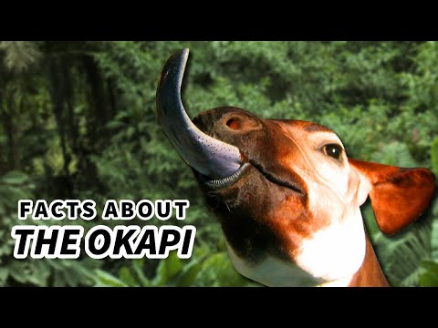 Okapi Facts: a Giraffe's ONLY Living Relative 🦒 Animal Fact Files