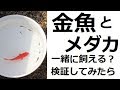 画像をダウンロード 金魚 と メダカ 一緒 に 飼える 114247-金魚とメダカ一緒に飼える