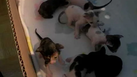 Video 1272941: cornish rex baby, cornish rex playing