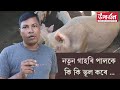 গাহৰি পালনৰ কিছু নিয়ম জানো আহক | Piggery farming in asaam