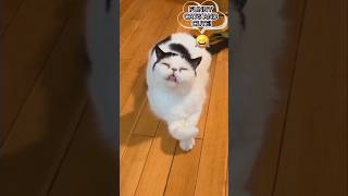 #shorts# funny cats and cute!!!🤣🤣🤣🐈#funny cats,funny,cats,cute cats,funny cat videos,funny cat#