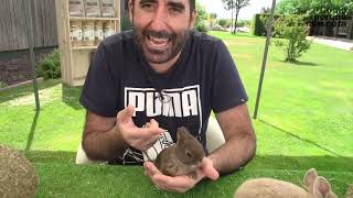 🐰 Razas y características de CONEJO_PARTE 1[Selección mejores vídeos] by CyPmascota 15,819 views 1 year ago 14 minutes, 13 seconds