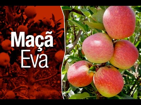 Vídeo: Macieira Listrado de verão: descrição da variedade, tempo de maturação. Como plantar uma macieira na primavera